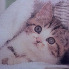 三重県出身の人友達になってください！ できれば中２の人！