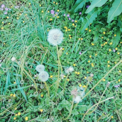 てんてんのトーク