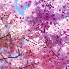 エミリーの雑談