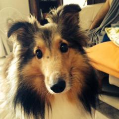 シェルティのトーク