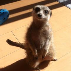 じゅんぺー⊿のトーク
