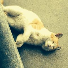 ニャン吉長崎の雨は岡山で大草原になる