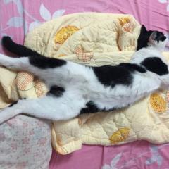 ダイヤニャンのトーク