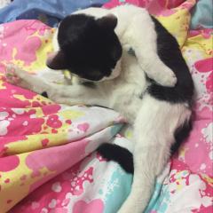 ダイヤソロ写真集応援