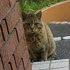 やすも
