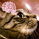 生猫