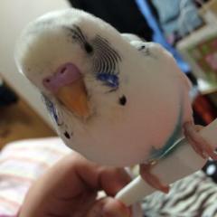 どん