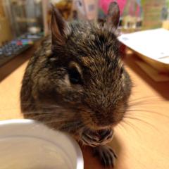 まりあんぬのトーク