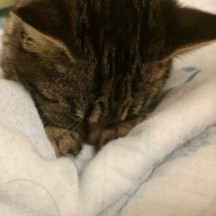 ヾ(⌒(_´-ω-)_