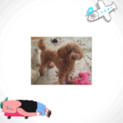 もえ