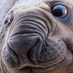 あいりふわぽんぽん