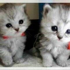 楽さんと綾乃のトーク