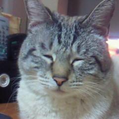 にゃんこ島のはらたん