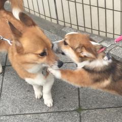 友達とアプリの受託開発をやりたい私を、皆さんが生暖かく見守る部屋