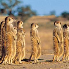 ドキドキのなりきりAKB48会談