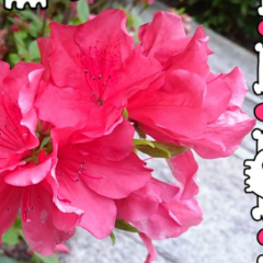 りぃのまったりお部屋