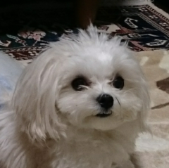 ﾌﾞﾘﾃｯｼｭｴﾘｱﾝﾃｰﾇｼﾞﾝﾏﾘ-