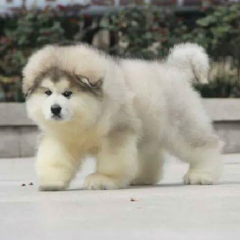 ファーイ(´ｰ｀)