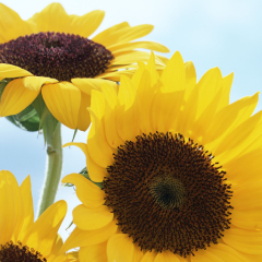 ナナヒロのぼちぼち部屋