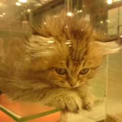 まくびのトーク