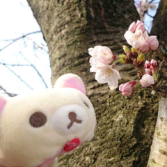 はるっぴ推し。ぺりとーく。