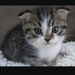 みさにゃんにゃん(｡>ㅅ<｡)のトーク