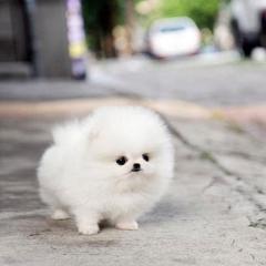 ポメラニアン好きな人来て〜