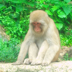 のぞみ