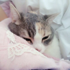 まゆしもトーク