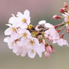 🌸まあchin🌸