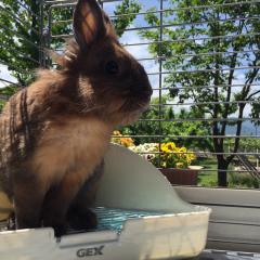 チャーマロ🐶🐰