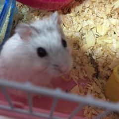れな