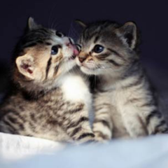 family(♥Ő‿Ő)☞♡☜(Ő‿Ő♥)