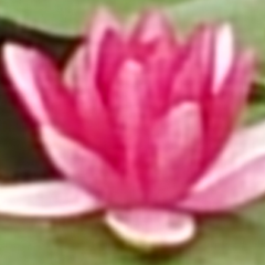 よしやん