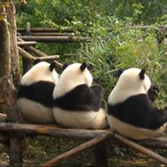 軟式さんとコアラ🐼