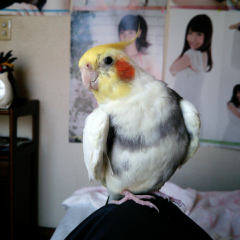 あっきぃ