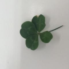 まもるくんのトーク