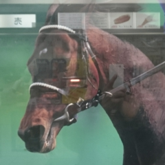 まこってぃ～☆愛華戦隊隊員？☆