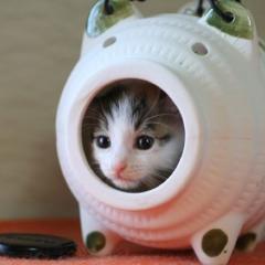 ❤にゃんこpunch❤トーク(=^ェ^=)