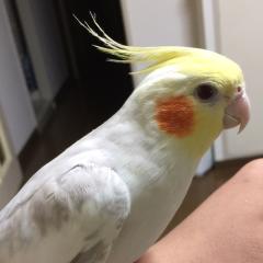ヘビちゅり人