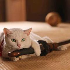 【無所属】Freee_cat