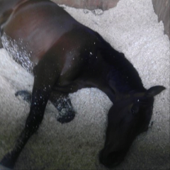 競馬を語ろう！