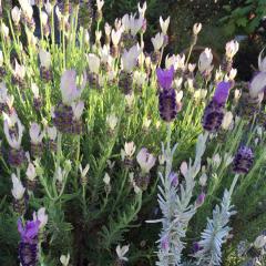 すいかのトーク