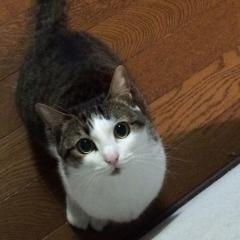 *manaka*のトーク