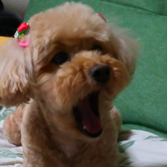 風☆子のトーク