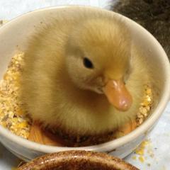 ピヨちゃん日記《仮》