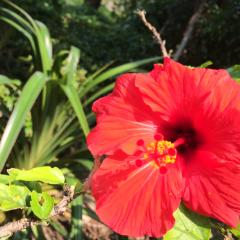 パピコ（＾ω＾）