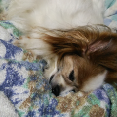 よつたん専用くんな