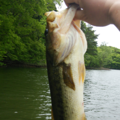 ブラックバス最高