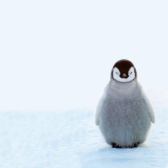 ペンギンちゃん